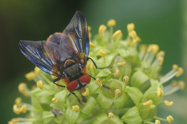Male Tachinid Fly - Phasia hemiptera