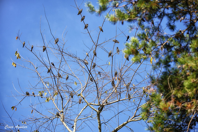 European Starlings on a tree