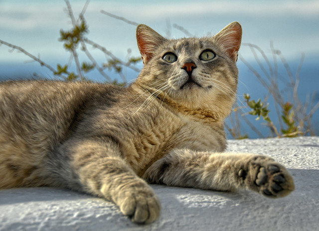 A Santorini Cat