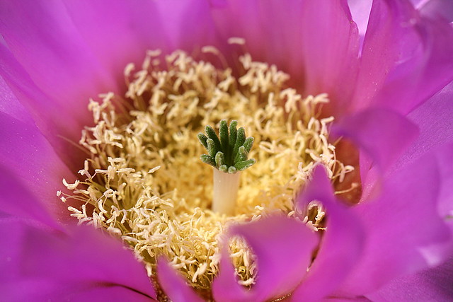 Echinocereus baileyi