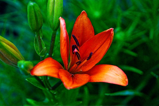 _DSC0504 lily