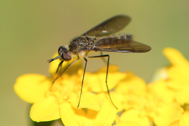 Bee Fly on Golden Yarrow -- Thevenetimyia?