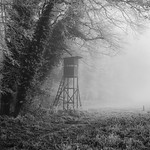 The foggy lookout