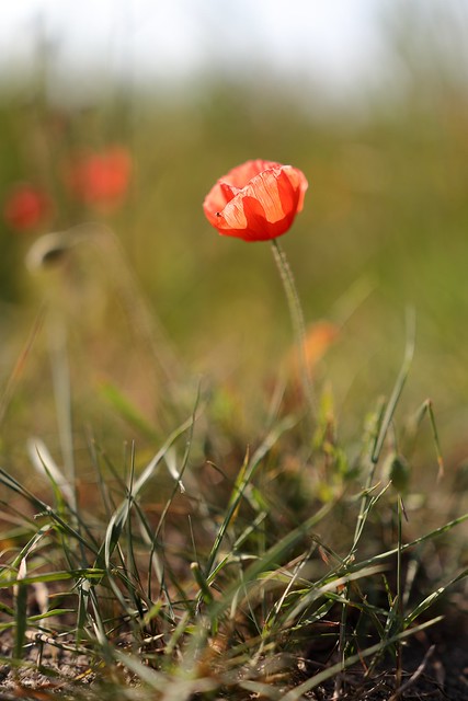 IMG_0312-topaz-sharpen