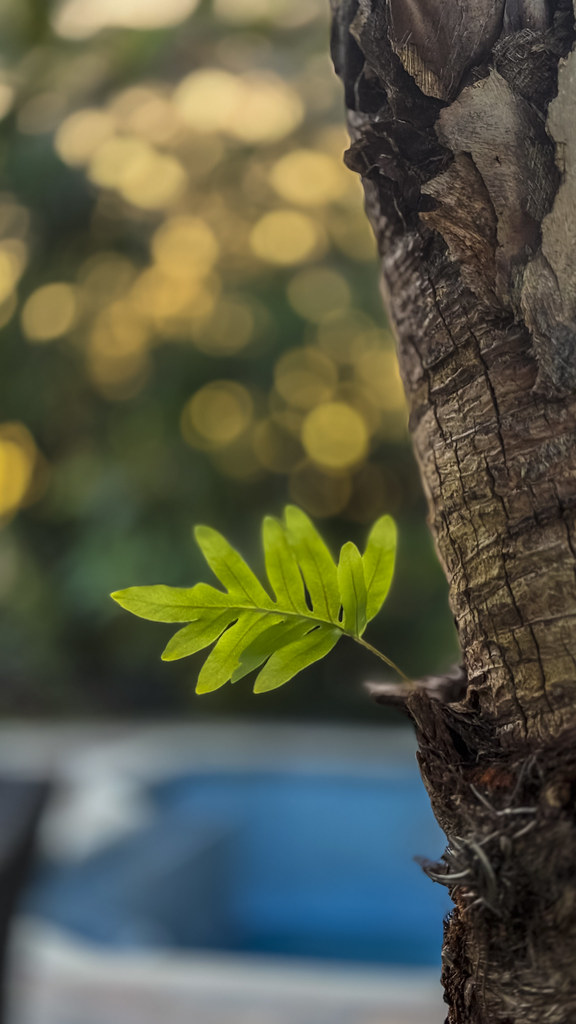 fern of life