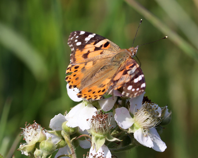 Painted Laldy Butterfly