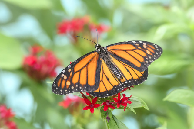 Pristine monarch