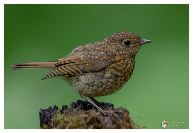 Robin