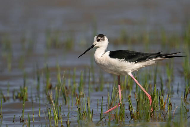 Cames llargues - Ciguenuela comun - Black-winged stilt - Échasse blanche - Himantopus himantopus