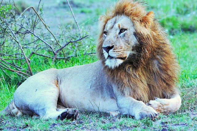 Resting Male Lion (Panthera leo)