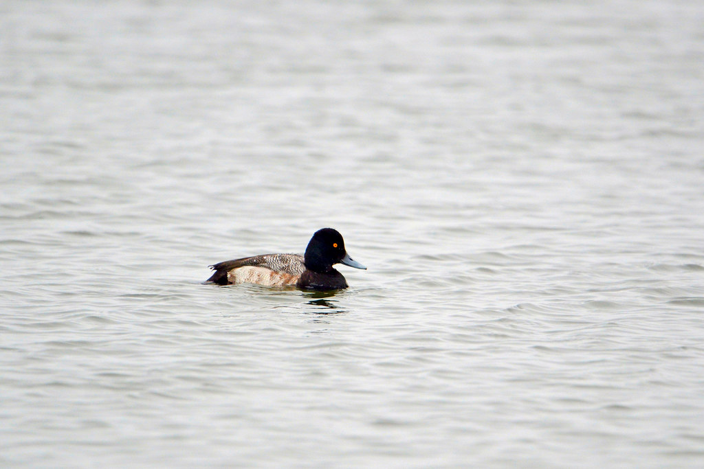 Scaup Lesser Scaup Male Florida - 54635582846 9143ce2b79 B