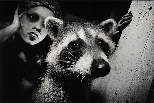 Rocky raccoon