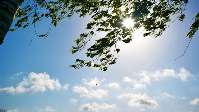 Late Morning Under the Black Cherry.