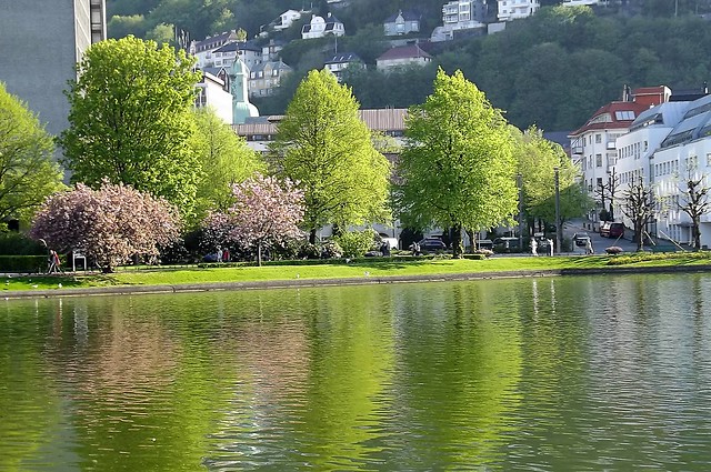 Green Tree Reflection