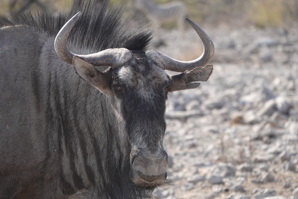 Животные и камни Намибии летом 2024 года