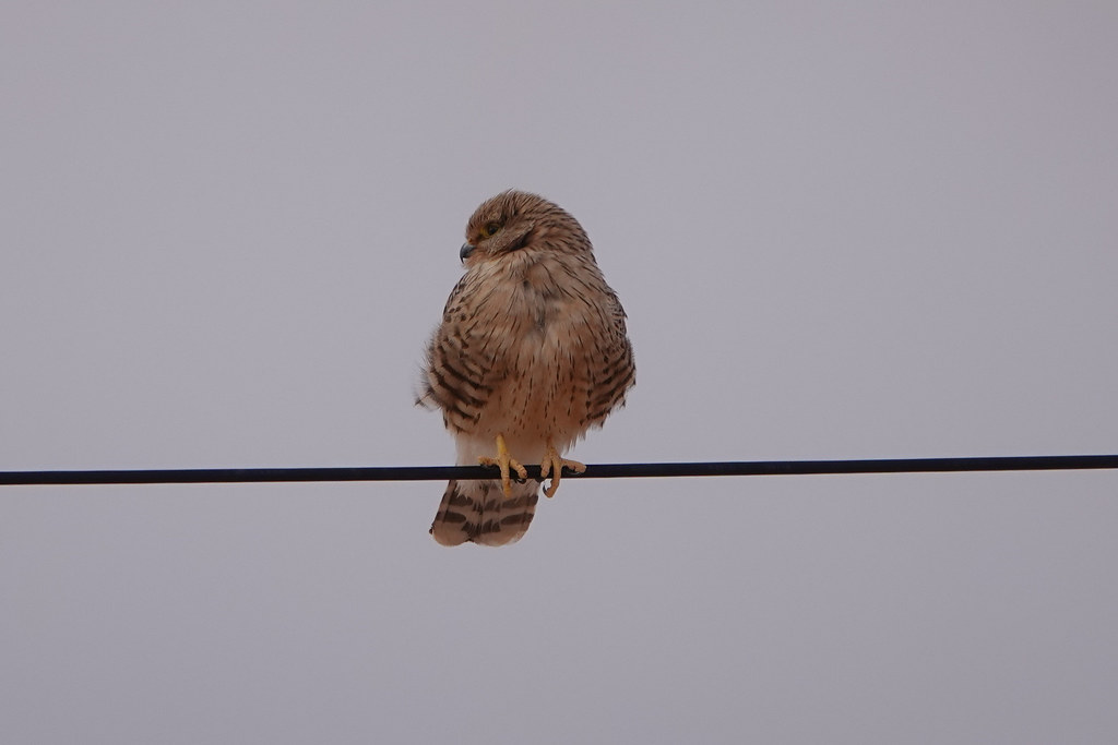 Животные и камни Намибии летом 2024 года