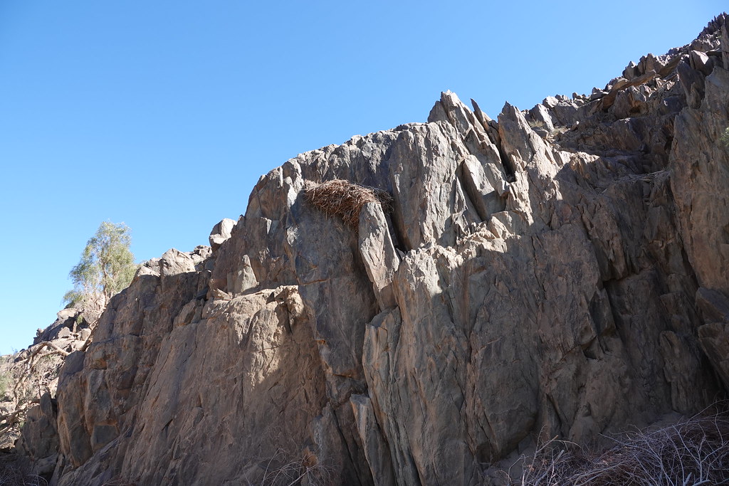 Животные и камни Намибии летом 2024 года