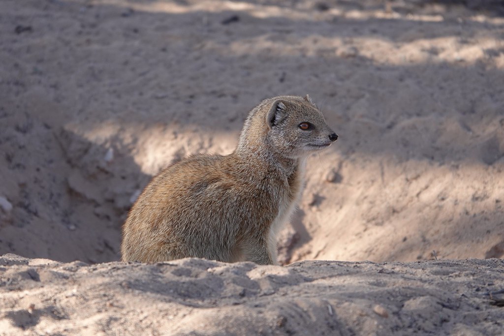 Животные и камни Намибии летом 2024 года