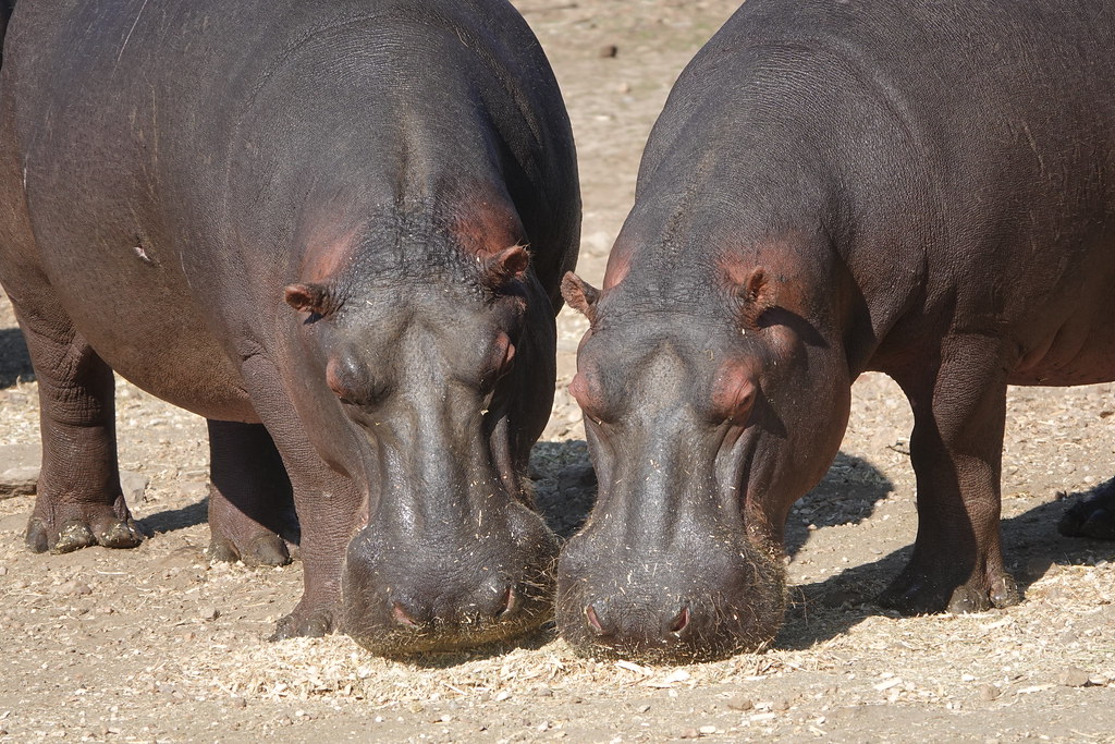 Животные и камни Намибии летом 2024 года