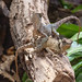 Grüner Nackenstachler (Acanthosaura capra)