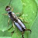 Gemeiner Ohrwurm (Forficula auricularia)