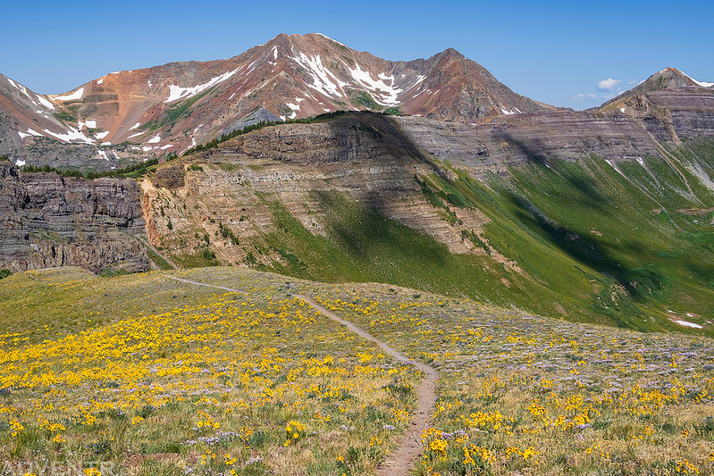 Trail Through Flowers