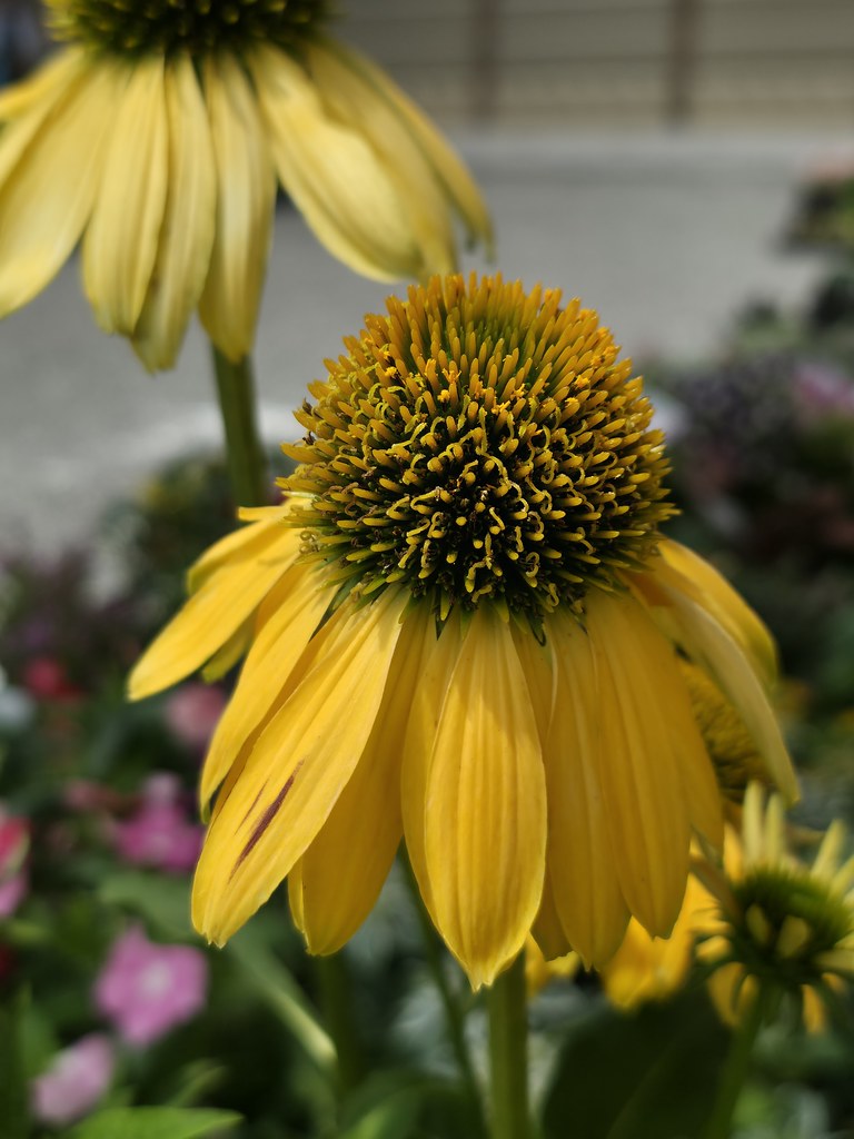 Gadget Experience : Samsung Galaxy S25 Edge untuk Teman Liburan 34 50 megapixel