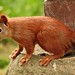 Europäisches Eichhörnchen (Sciurus vulgaris)
