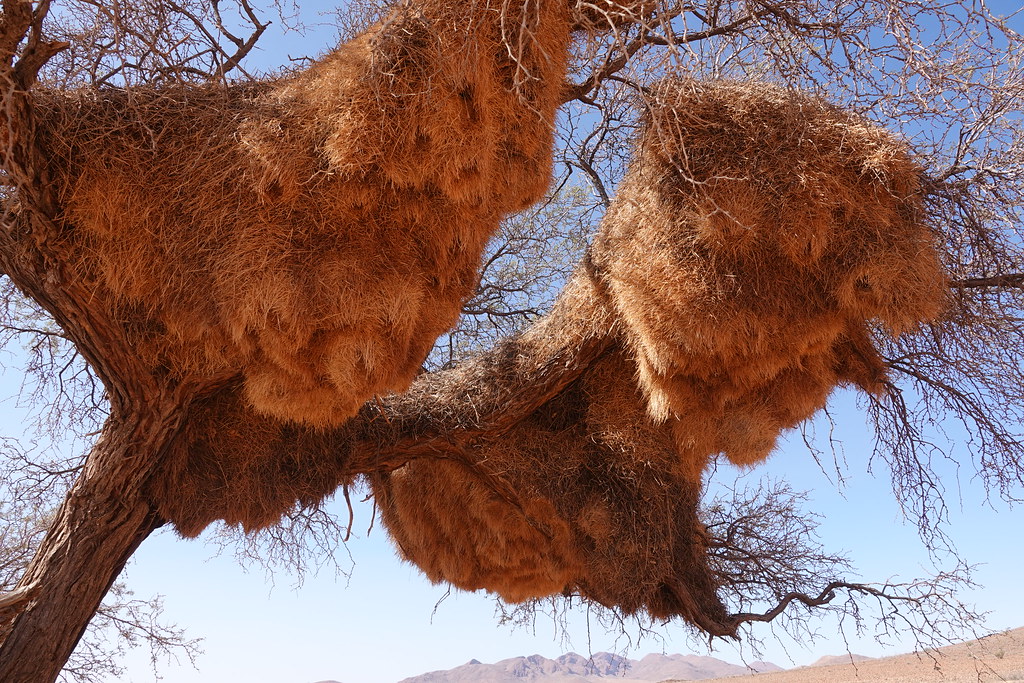 Животные и камни Намибии летом 2024 года