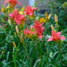 farmette days-9.jpg
