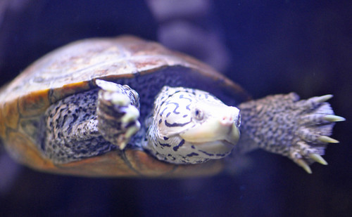 turtle | by PMillera4