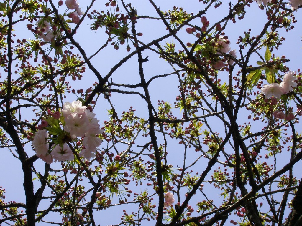 桜の通り抜け 造幣局 桜の通り抜け 2025 Osaka Walk - Japan Mint Cherry