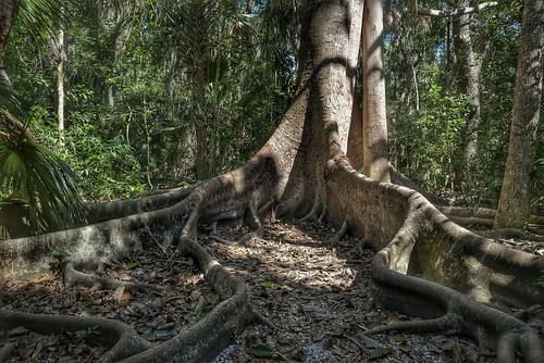Forbidden Forrest | by And Hei