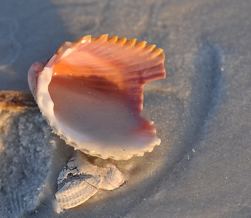 Seashells #3 | by Willow 2014