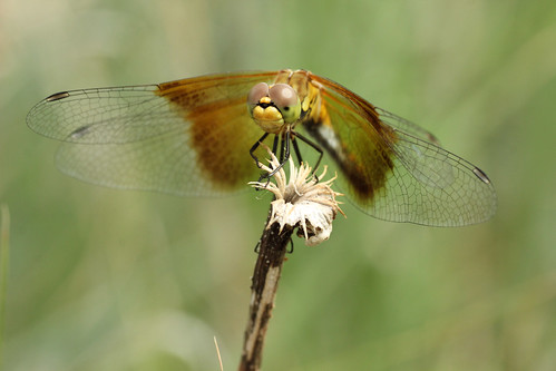 Band-winged Meadowhawk | by speech path girl