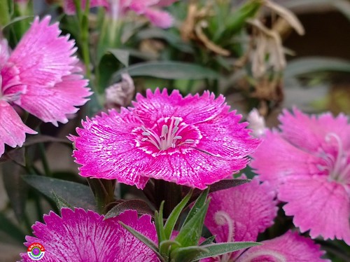 Flowerporn Floralperfection Flowers Flower Collection Flowers,Plants & Garden Flowers_collection Flower For The Friends Flowers, Nature And Beauty EyeEm Nature Lover Flower_Collection | by Ashraf মিলন Milon