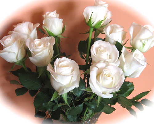 White roses | by Calendar girl 48 / grannygreen