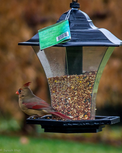 Back yard eatery | by sureshbhat