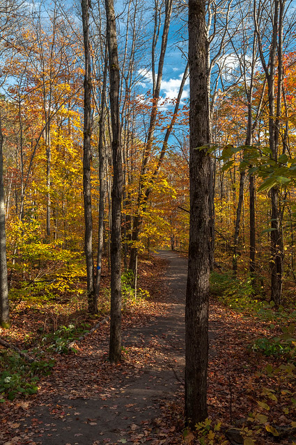 Along Lookout Trail