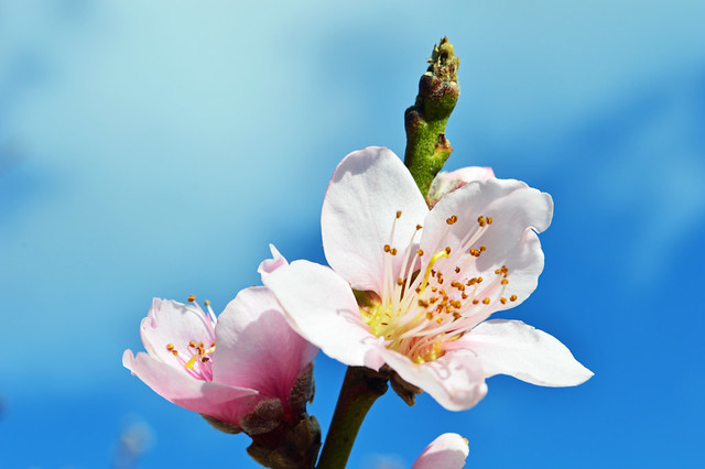 Flor de nectarina. Photography of  flower nectarine.