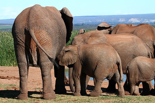 Milk bar at the waterhole | by crafty1tutu (Ann)