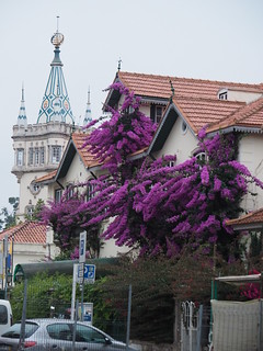 Bougainvillea Bush