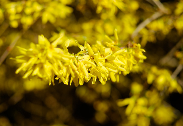 Spring's Time