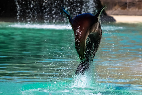 Sea Lions 3 | by d_i_r_k_p_i_t_t