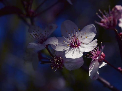 Spring is here........ | by niknak2016