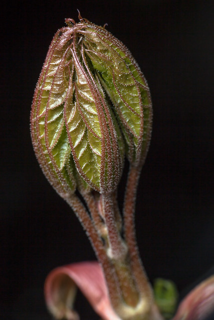 Unfolding, Pt. 2 - _TNY_8869 (In Explore 25/1  2019)