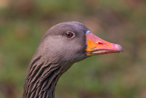 Portrait of greylag goose. | by Frederik0711