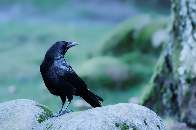 Pyrénées corbeau majestueux.