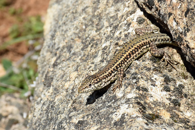 Vaucher's Wall Lizard (Podarcis vaucheri)