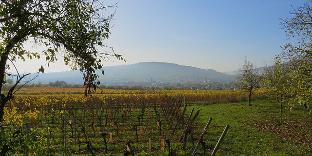 Pour Lili : Rosheim devant le Bischenberg.